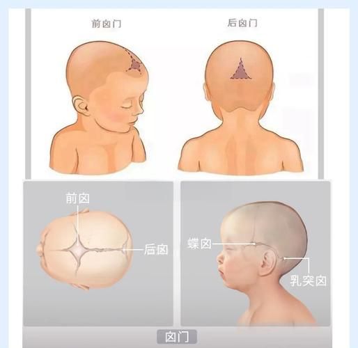宝宝后囟门多久闭合_后囟门闭合晚正常吗
