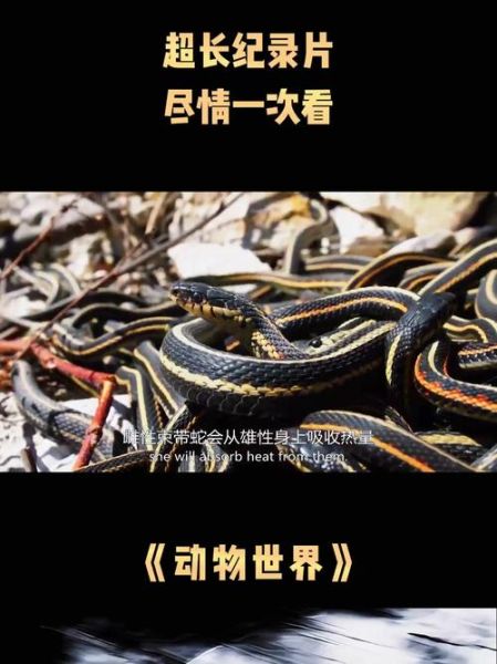 动物世界迅雷下载_哪里能看高清完整版