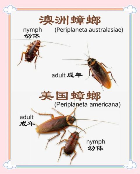 蟑螂图片大全_如何辨别常见蟑螂种类