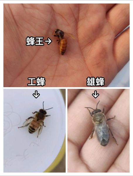 蜂子图片大全_蜂子种类识别方法
