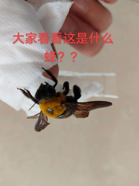 蜂子图片大全_蜂子种类识别方法