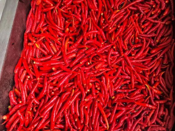 辣椒的图片大全大图_如何挑选新鲜辣椒