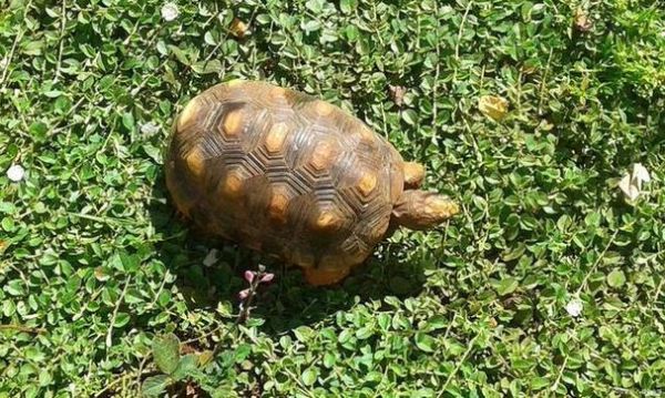 女人梦到乌龟是什么意思_女人梦见乌龟预示什么