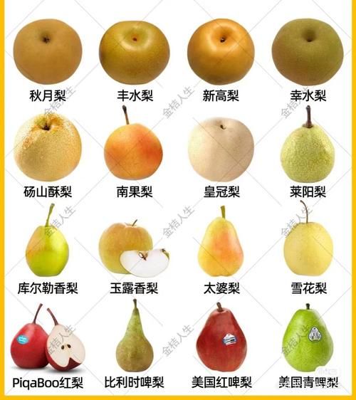 梨子品种图片大全_如何区分常见梨