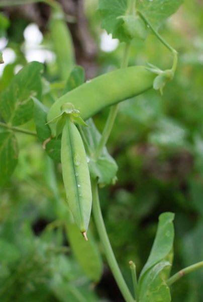 豌豆图片大全_豌豆高清壁纸哪里找