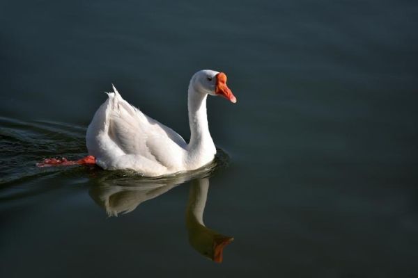 孕妇梦到鸭子是什么意思_孕妇梦见鸭子生男生女