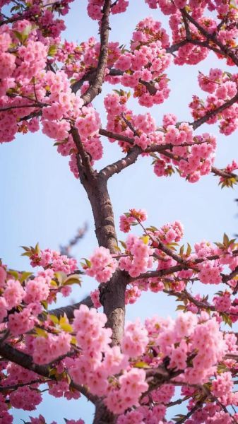 樱花图片大全高清图片_如何免费下载