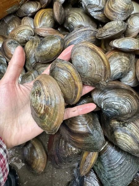 河蚌图片大全_河蚌怎么养