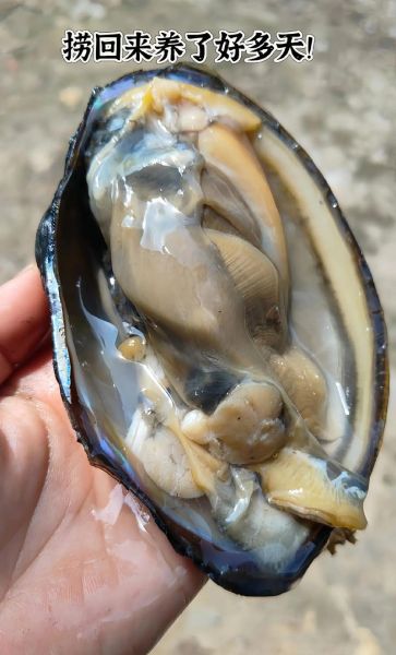 河蚌图片大全_河蚌怎么养