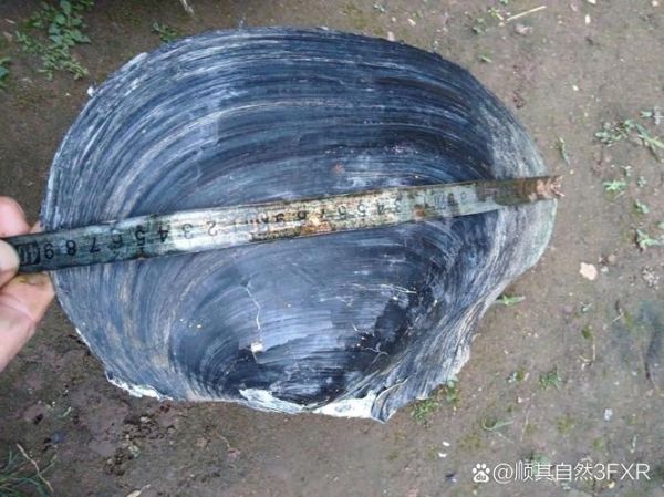 河蚌图片大全_河蚌怎么养