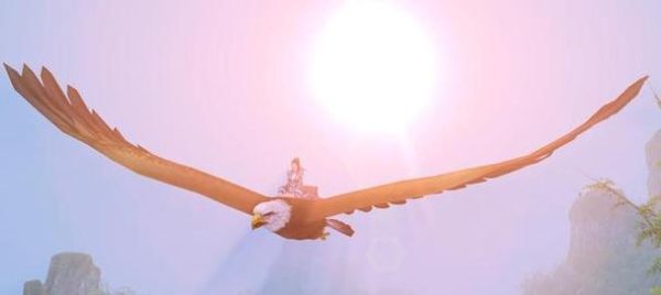 梦到鹰是什么意思_梦见鹰的预兆