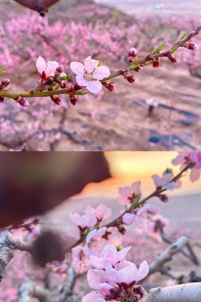 梦到桃树开花是什么意思_梦见桃花盛开预示什么