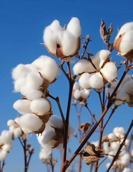 梦到棉花是什么意思_梦见棉花代表什么