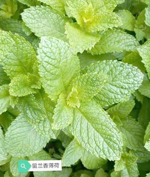 薄荷的图片大全_薄荷长什么样