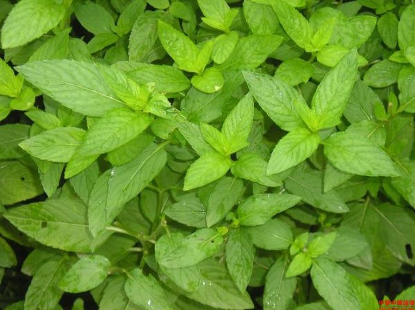 薄荷的图片大全_薄荷长什么样