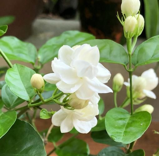 茉莉图片大全_如何拍摄高清茉莉特写