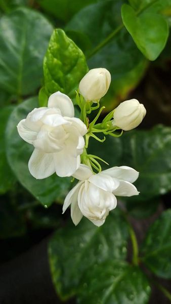 茉莉图片大全_如何拍摄高清茉莉特写