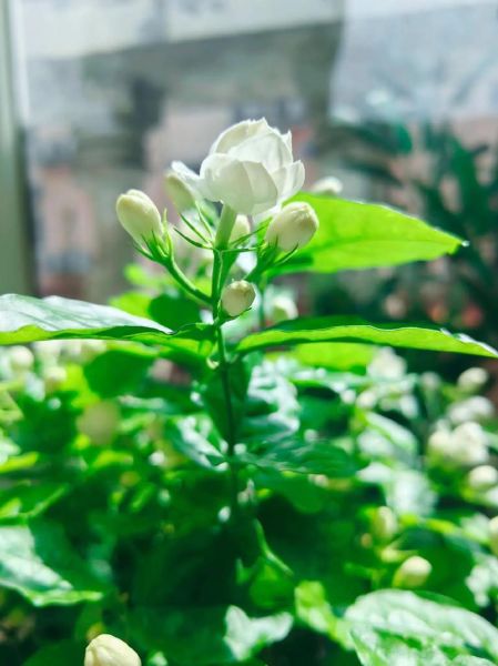 茉莉图片大全_如何拍摄高清茉莉特写