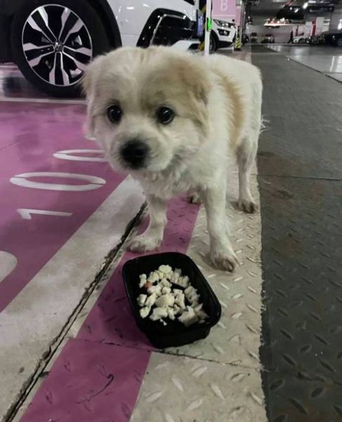 梦到捡狗是什么意思_捡到流浪狗预示什么