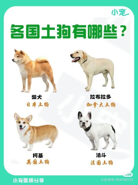 土狗图片大全_如何挑选纯种土狗