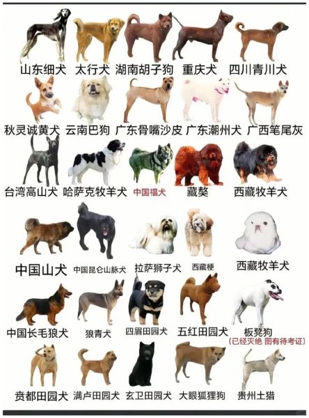 土狗图片大全_如何挑选纯种土狗