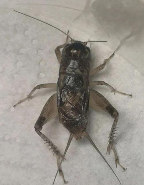 蟋蟀图片大全_蟋蟀长什么样