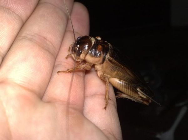 蟋蟀图片大全_蟋蟀长什么样