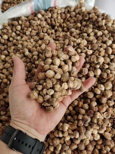 豆蔻图片大全_豆蔻长什么样