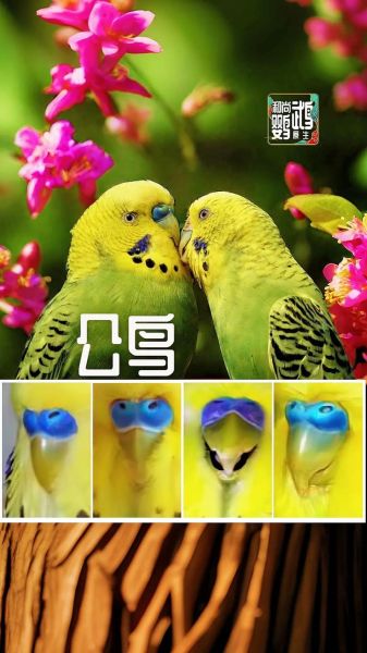 鹦鹉图片大全_如何挑选高清鹦鹉图