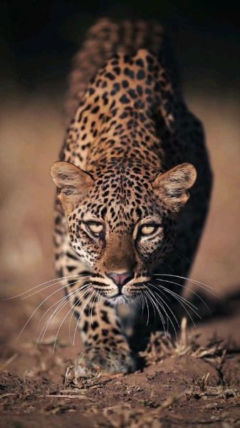 豹子图片大全大图哪里找_豹子高清壁纸怎么下载