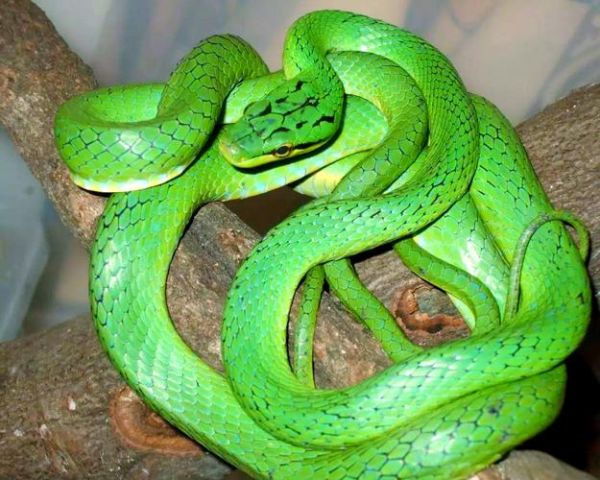 梦到绿色的蛇是什么意思_绿色蛇在梦中预示什么