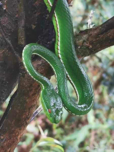 梦到绿色的蛇是什么意思_绿色蛇在梦中预示什么