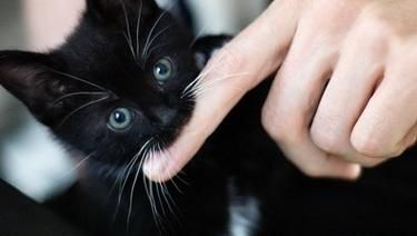 梦到黑色的猫_周公解梦准吗