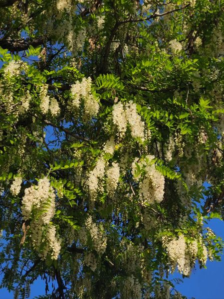 槐花树图片大全大图_槐花树高清图哪里找