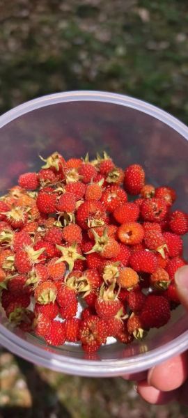 树莓宝宝能吃吗_婴儿多大可以吃树莓