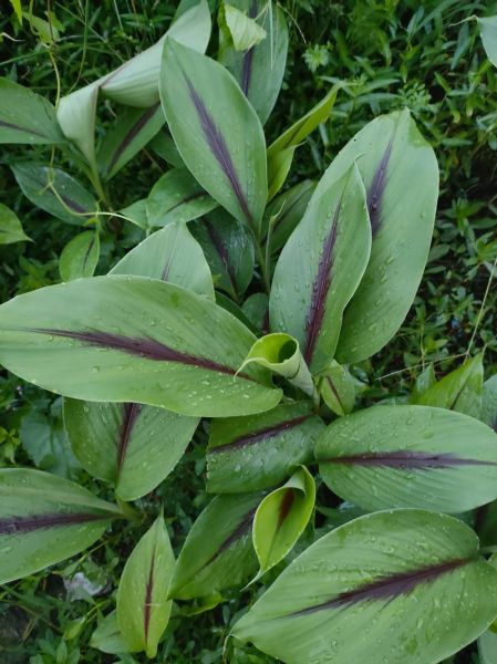 梦到姜是什么意思_梦到姜预示什么