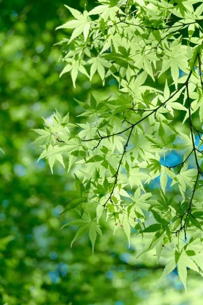 叶子图片大全_高清叶子图片怎么找