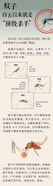 蚊子图片大全_如何辨别常见蚊种