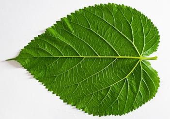 叶子图片大全_高清叶子图片怎么找