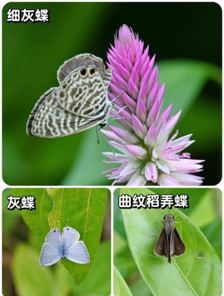蝴蝶图片大全_如何快速识别常见种类