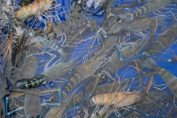 孕妇梦到虾是什么意思_孕妇梦见虾生男生女