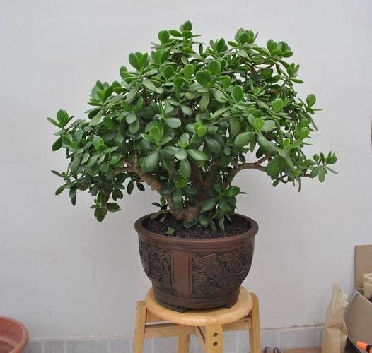 玉树图片大全_玉树怎么养才更绿