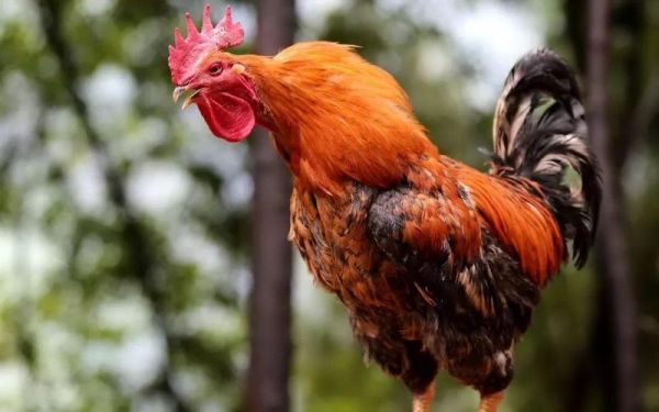 梦到小鸡是什么意思_梦到小鸡是吉兆吗