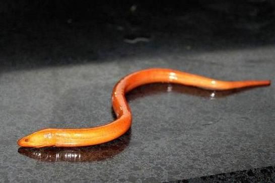 梦到抓黄鳝是什么意思_梦见抓黄鳝预示什么