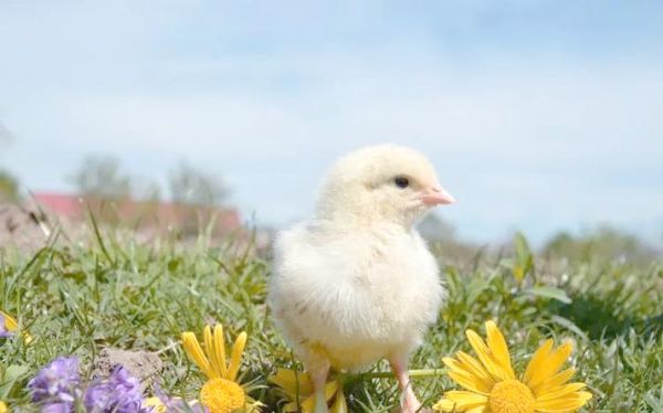 梦到小鸡是什么意思_梦到小鸡是吉兆吗