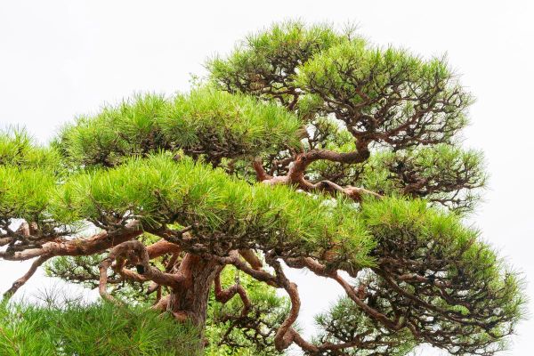 青松图片大全_如何挑选高清青松壁纸