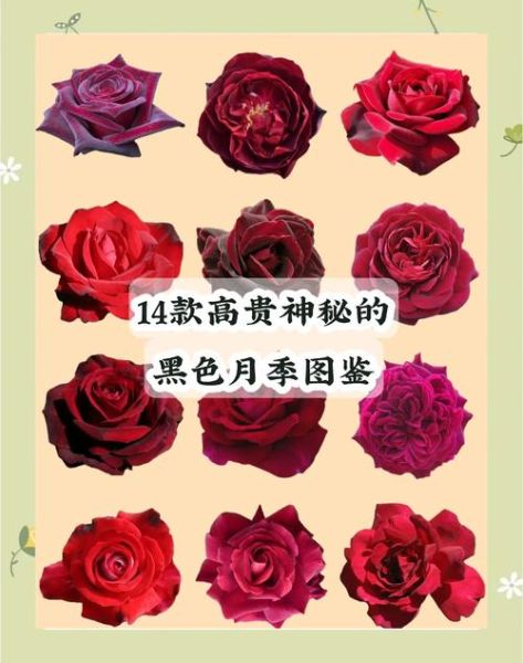 月季图片大全大图_月季品种高清图鉴