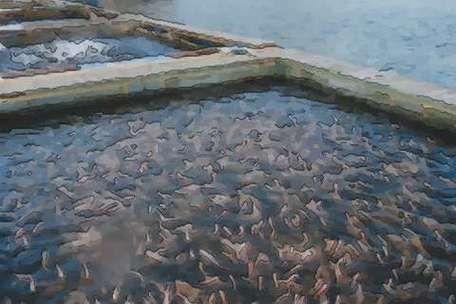 梦到抓了好多鱼是什么意思_周公解梦准吗