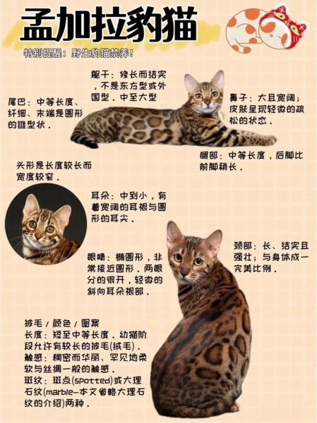 猫科动物图片大全_如何分辨豹猫与家猫