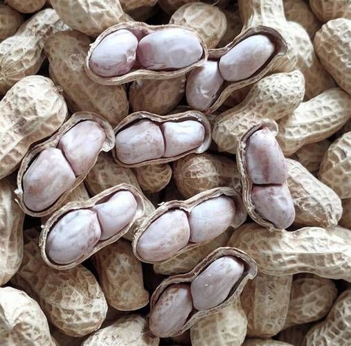 花生图片大全大图_哪里可以找到高清花生图